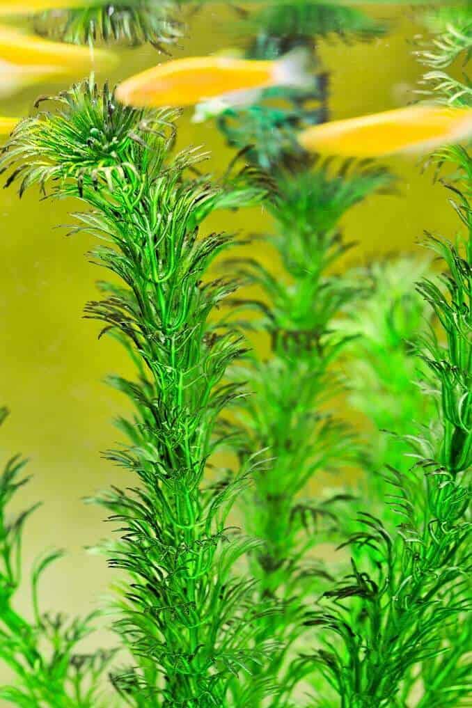 Hornwort: The Complete Care Guide