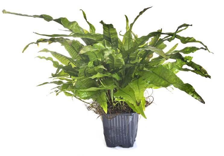 Microsorum pteropus