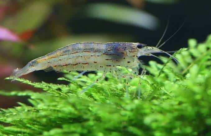 Amano Shrimp na mchu java