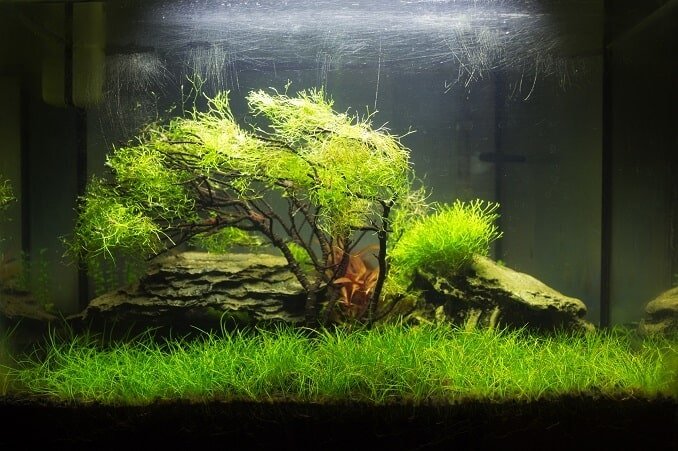 Akwarium Aquascaped