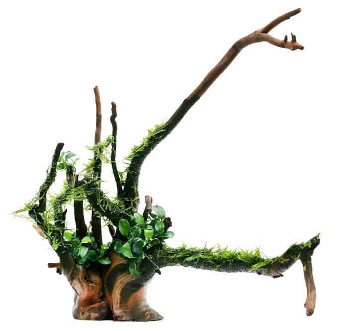 Mech jawajski i Anubias na drewnie