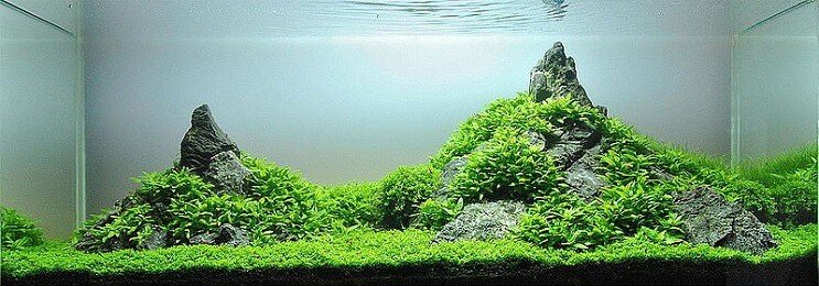 Staurogyne Repens Wygląd