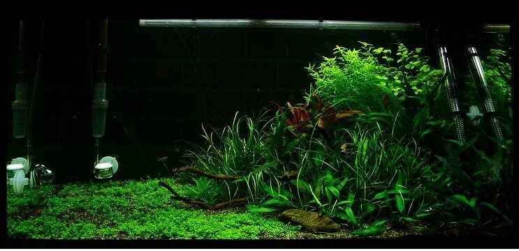 Warunki czołgu Staurogyne repens