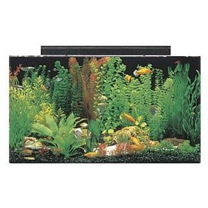 Zbiornik 50 galonów Idealny do dużego paludarium