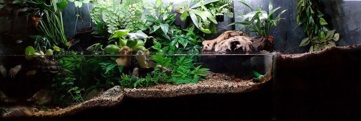 Rośliny paludarium