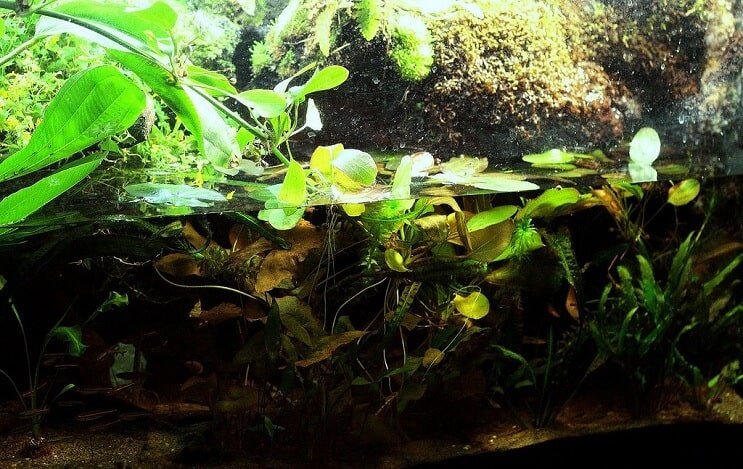 Konfiguracja Paludarium