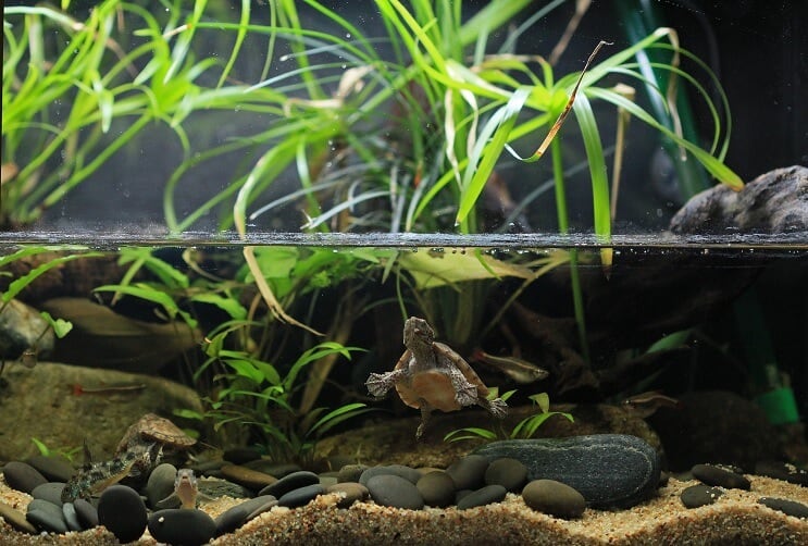 Konserwacja Paludarium