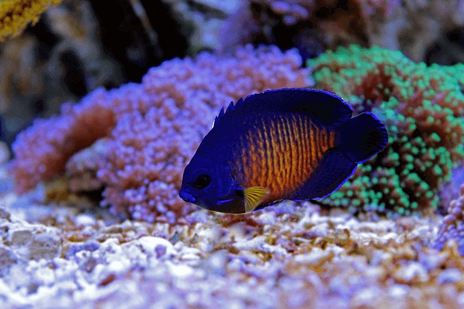 Coral Beauty Angelfish