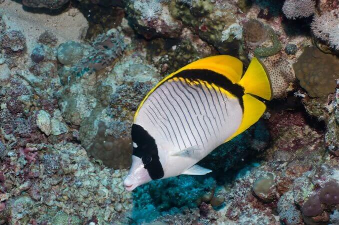 Podszyta Butterflyfish