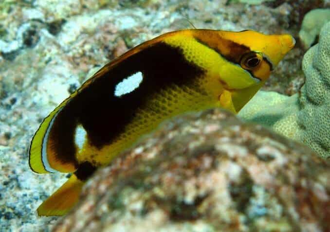 Butterflyfish Fourspot