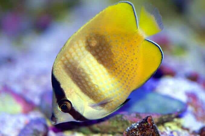 Pomarańczowy Butterflyfish