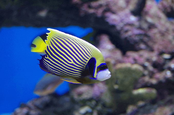 Dorosły cesarz Angelfish