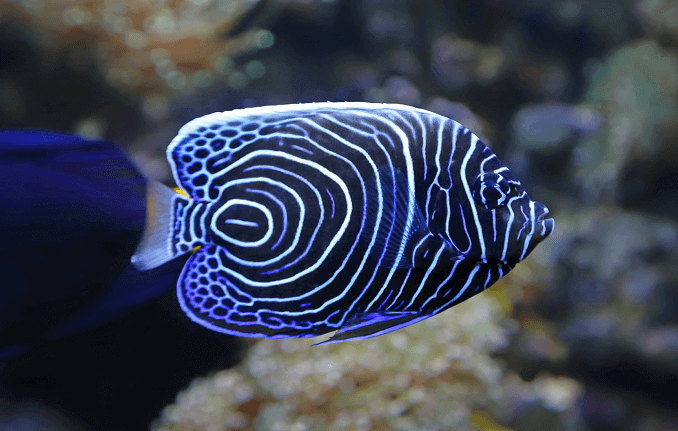 Nieletni cesarz Angelfish