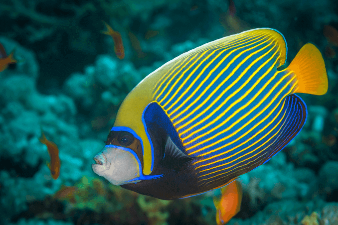 Cesarz Angelfish Three