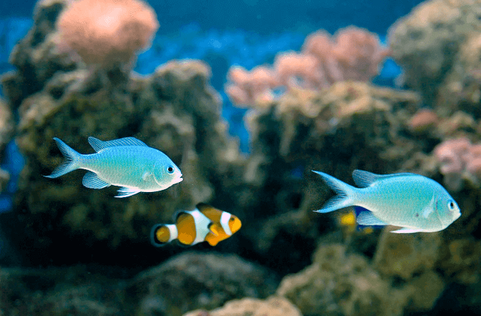 Kompatybilność z Green Chromis