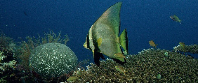 Batfish Pinnatus