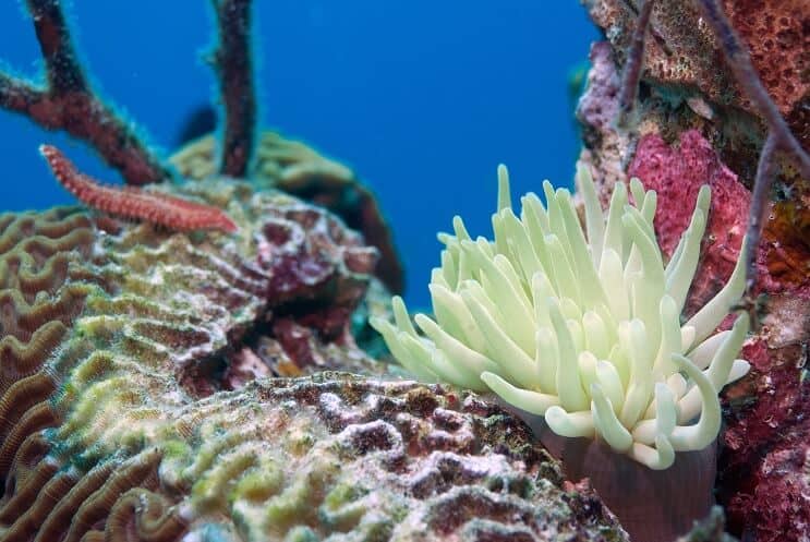 Bristle Worm na Coral
