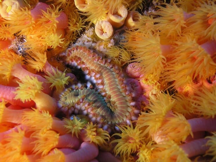 Brodaty Fireworm