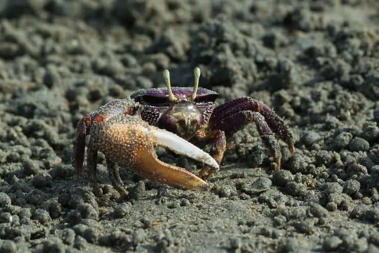 Samiec Purple Fiddler Crab