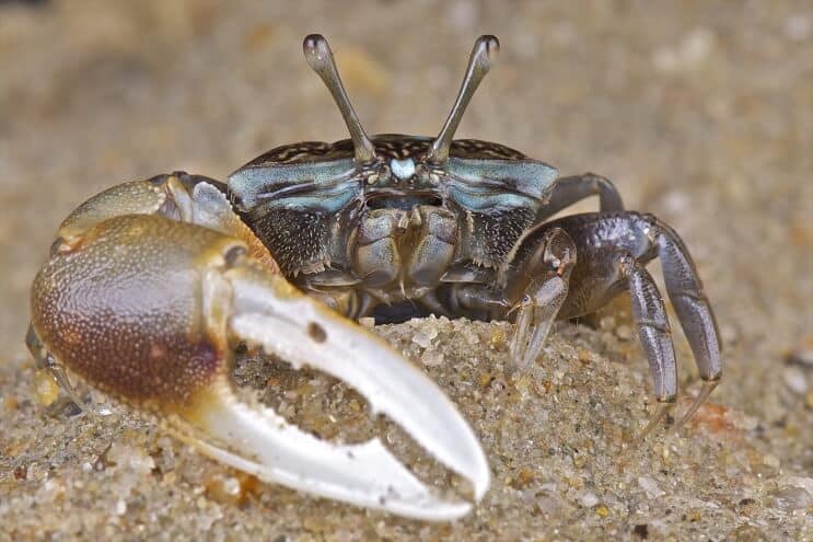 Krab Skrzypek Bliska