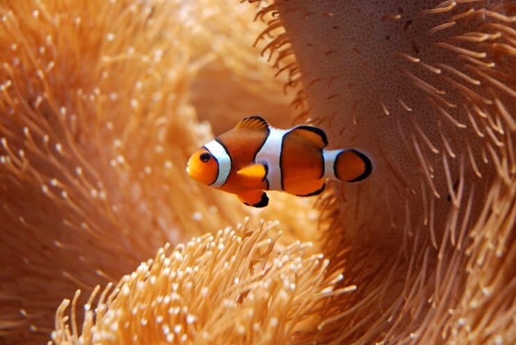Błazenek z Anemonem