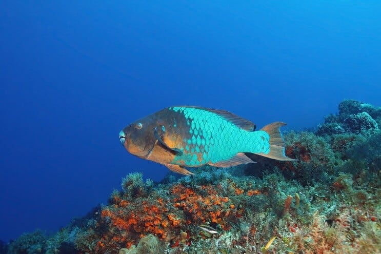 Rainbow Parrotfish