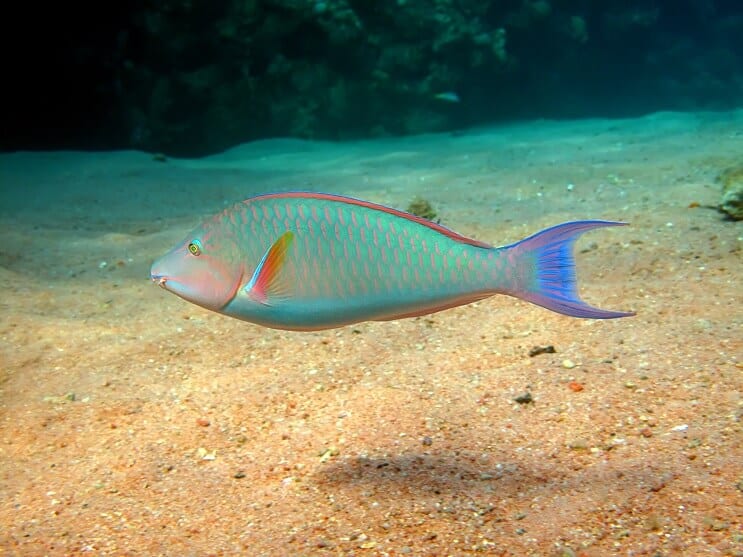 Papugoryby