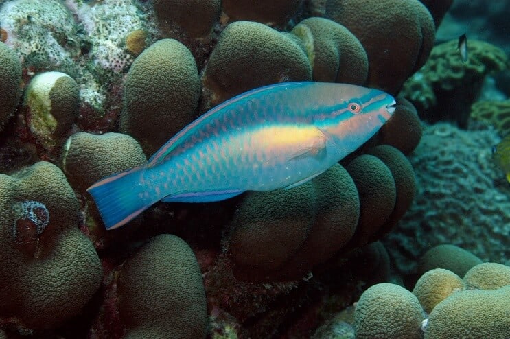 Księżniczka Parrotfish