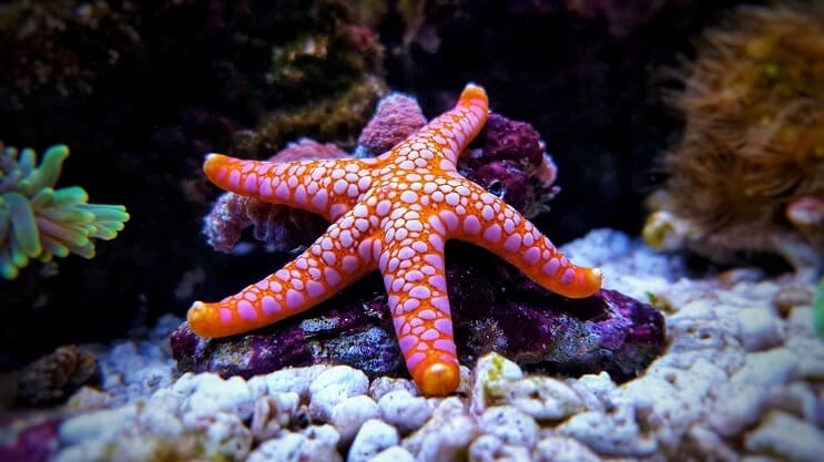 Sea Star w akwarium